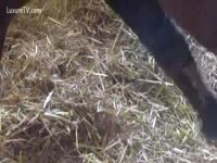 [ Zoo Sex Film ] One minute of horse 10-Pounder hanging around